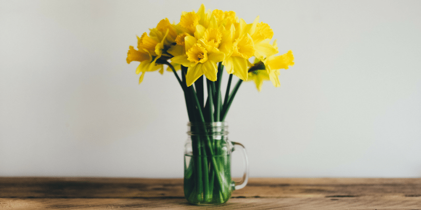 Daffodils in a glass jar 